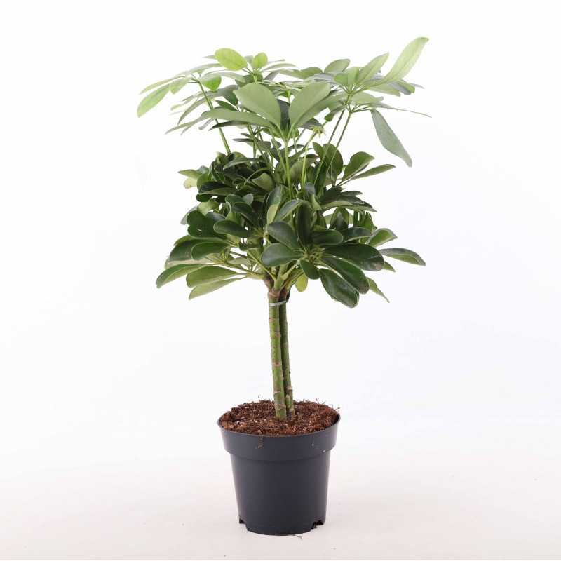 Szeflera drzewkowata - śr. donicy: 14 cm