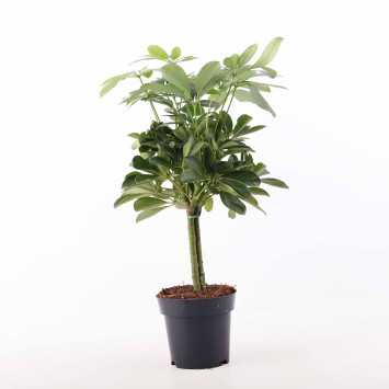 Szeflera drzewkowata - śr. donicy: 14 cm