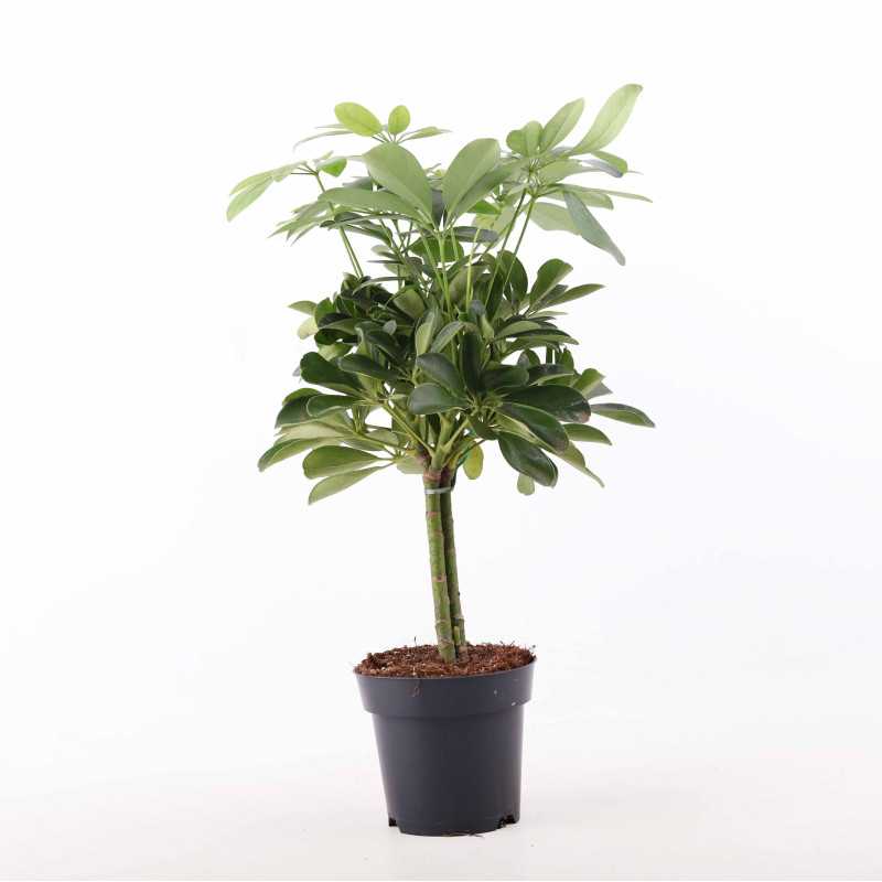 Szeflera drzewkowata - śr. donicy: 14 cm