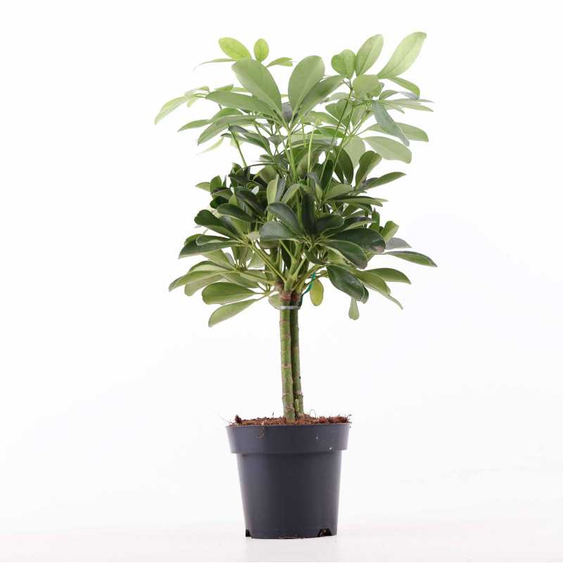 Szeflera drzewkowata - śr. donicy: 14 cm