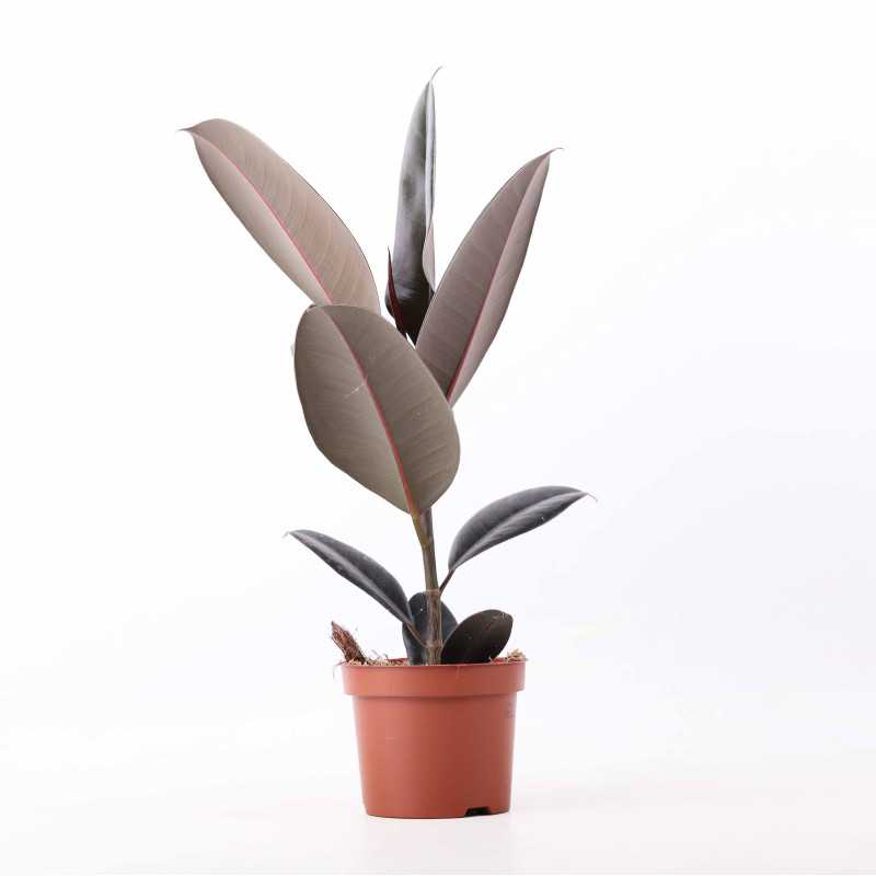 Ficus elastica (Fikus sprężysty