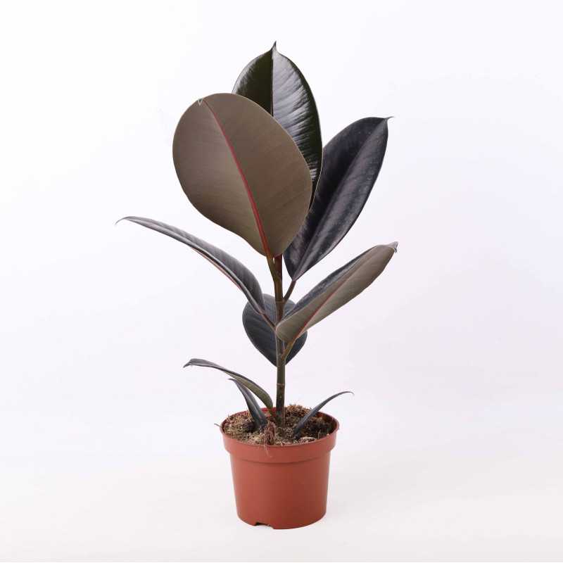 Ficus elastica (Fikus sprężysty