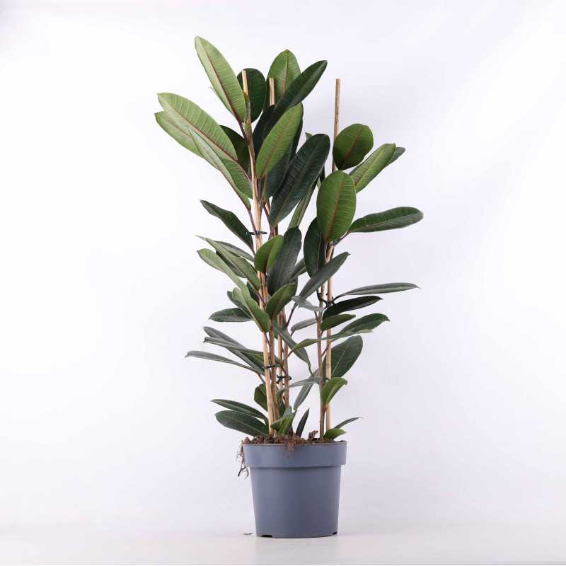 Ficus elastica 'Abidjan' (Fikus sprężysty) - średnica: 21 cm 