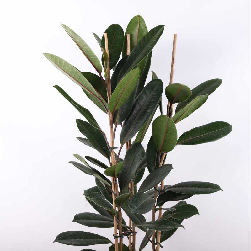 Ficus elastica 'Abidjan' (Fikus sprężysty) - średnica: 21 cm 