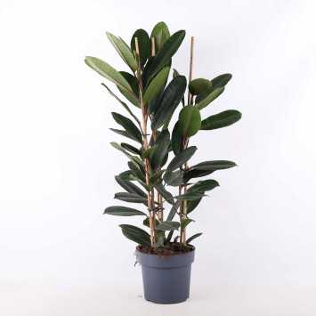 Ficus elastica 'Abidjan' (Fikus sprężysty) - średnica: 21 cm 