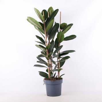 Ficus elastica 'Abidjan' (Fikus sprężysty) - średnica: 21 cm 