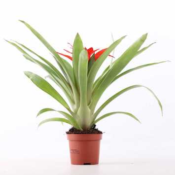 Guzmania - 9 cm
