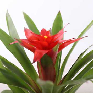 Guzmania - 9 cm