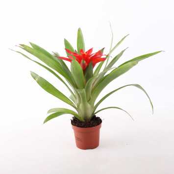 Guzmania - 9 cm