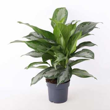 Aglaonema - średnica 14 cm