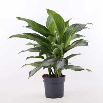 Aglaonema - średnica 14 cm