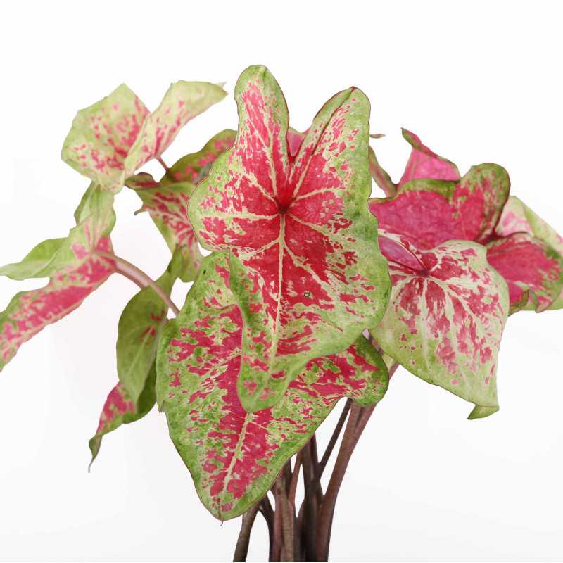 Kaladium dwubarwne (Caladium bicolor) - średnica 12 cm