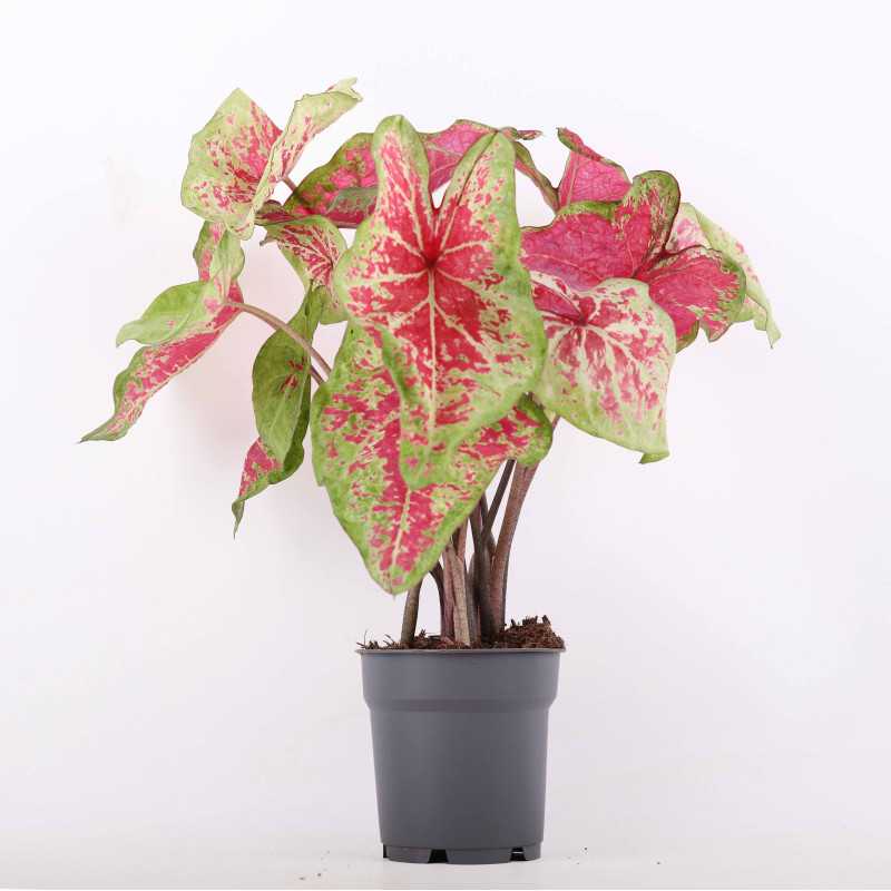 Kaladium dwubarwne (Caladium bicolor) - średnica 12 cm