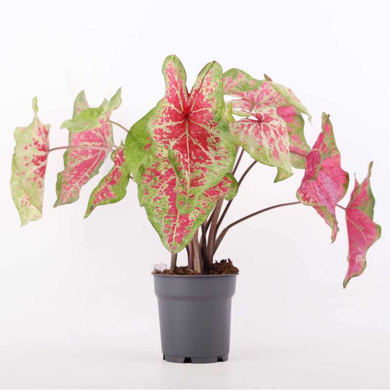 Kaladium dwubarwne (Caladium bicolor) - średnica 12 cm