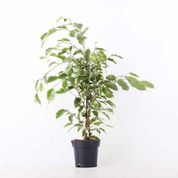 Ficus beniamina - śr.donicy: 14 [cm] 