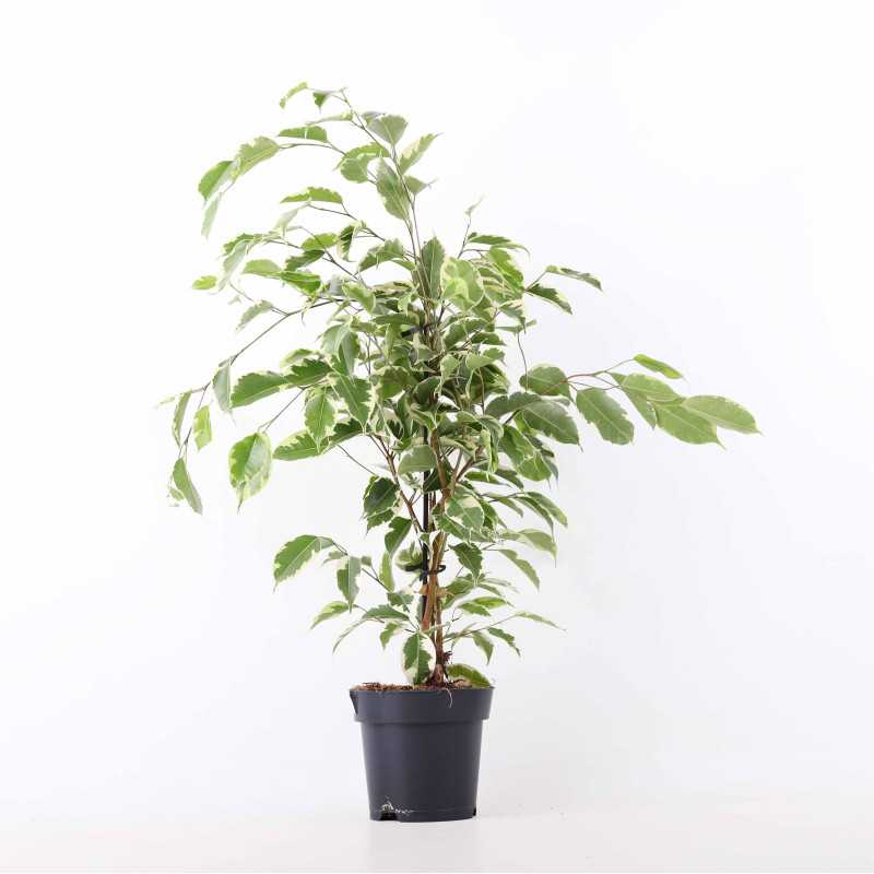 Ficus beniamina - śr.donicy: 14 [cm] 