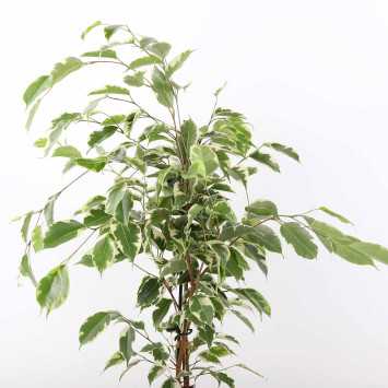 Ficus beniamina - śr.donicy: 14 [cm] 