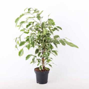Ficus beniamina - śr.donicy: 14 [cm] 