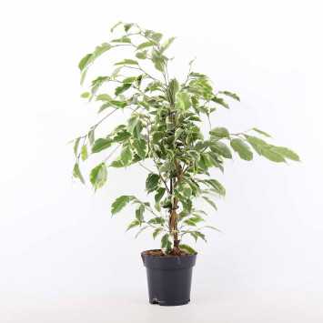 Ficus beniamina - śr.donicy: 14 [cm] 