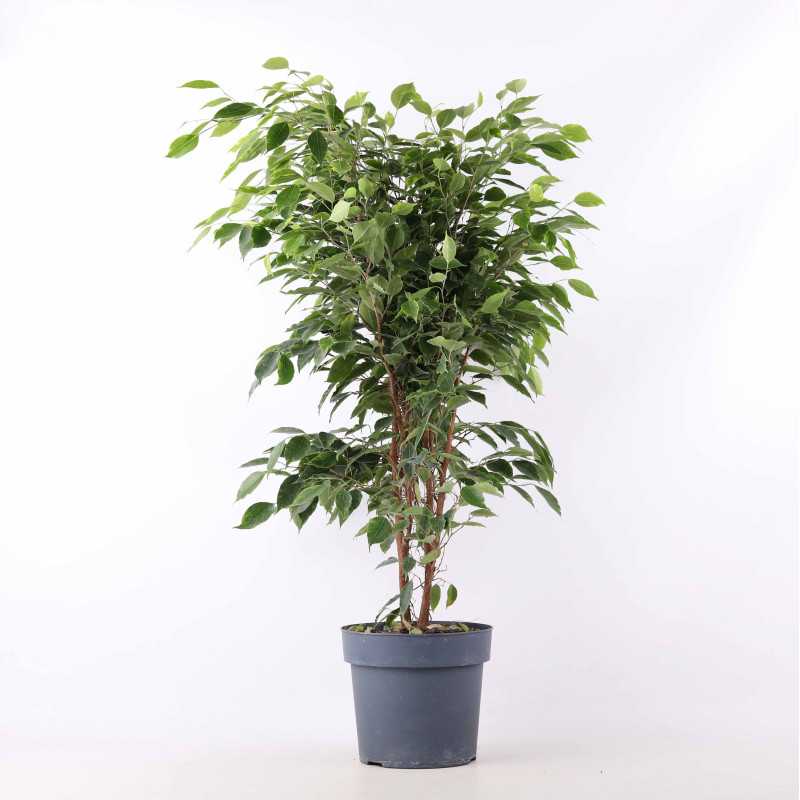 Fikus benjamina (Ficus benjamina) - średnica: 21 cm