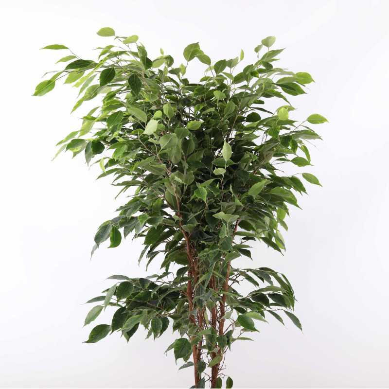 Fikus benjamina (Ficus benjamina) - średnica: 21 cm