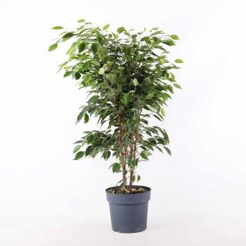 Fikus benjamina (Ficus benjamina) - średnica: 21 cm