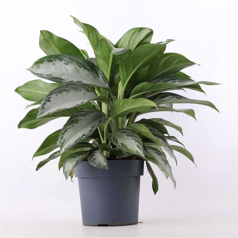 Aglaonema 'Silver Bay'