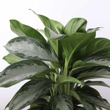 Aglaonema 'Silver Bay'