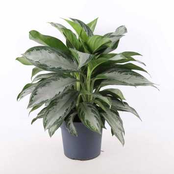 Aglaonema 'Silver Bay'