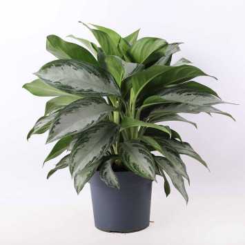 Aglaonema 'Silver Bay'