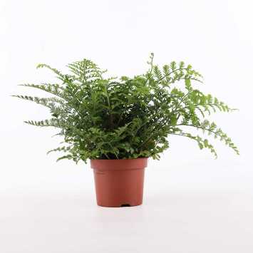 Asplenium Pravati (Zanokcica Parvati) - 12 cm