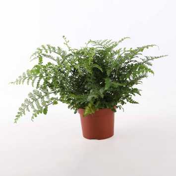 Asplenium Pravati (Zanokcica Parvati) - 12 cm