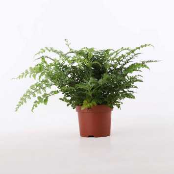 Asplenium Pravati (Zanokcica Parvati) - 12 cm