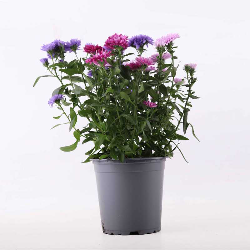 Aster Starletta MIX