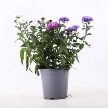 Aster Starletta MIX