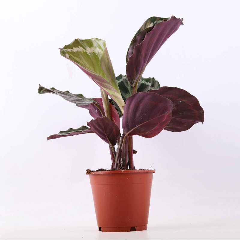 Calathea 'Medallion'