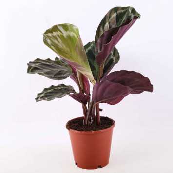 Calathea 'Medallion'