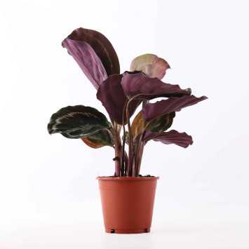 Calathea 'Medallion'