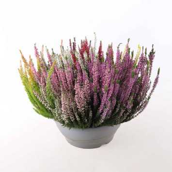 Calluna vulgaris ‘Mosaica’