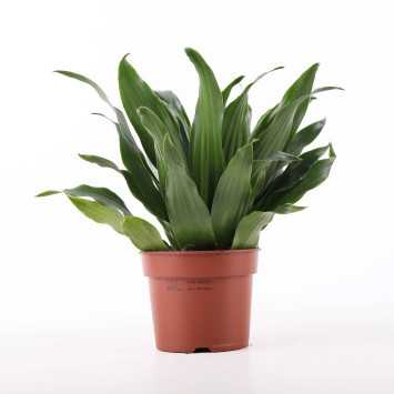 Dracena wonna (Dracaena fragrans)