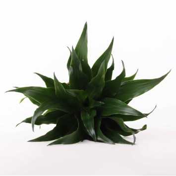 Dracena wonna (Dracaena fragrans)