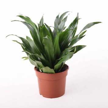 Dracena wonna (Dracaena fragrans)