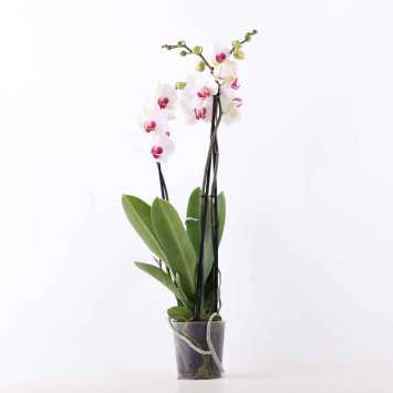 Storczyk (Phalaenopsis) - śr.donicy: 12 [cm]
