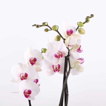 Storczyk (Phalaenopsis) - śr.donicy: 12 [cm]