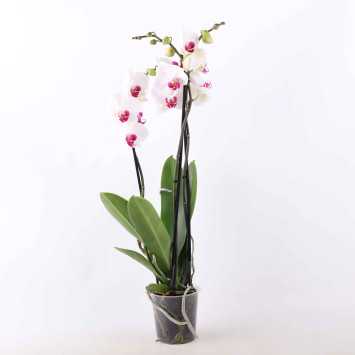Storczyk (Phalaenopsis) - śr.donicy: 12 [cm]