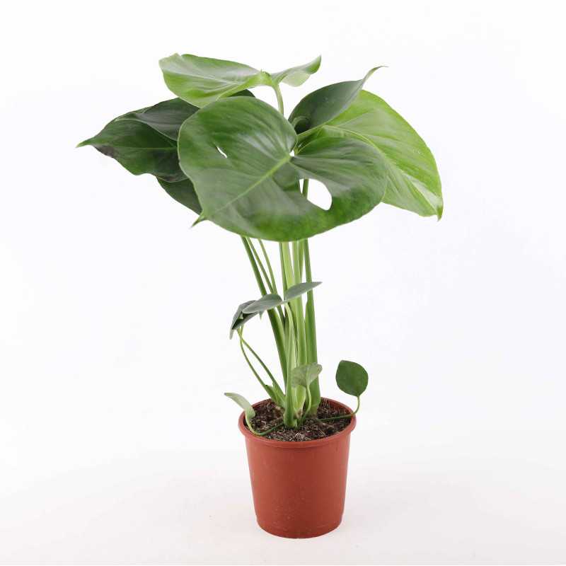 Monstera dziuawa (Monstera deliciosa) Monstera dziuawa (Monstera deliciosa)