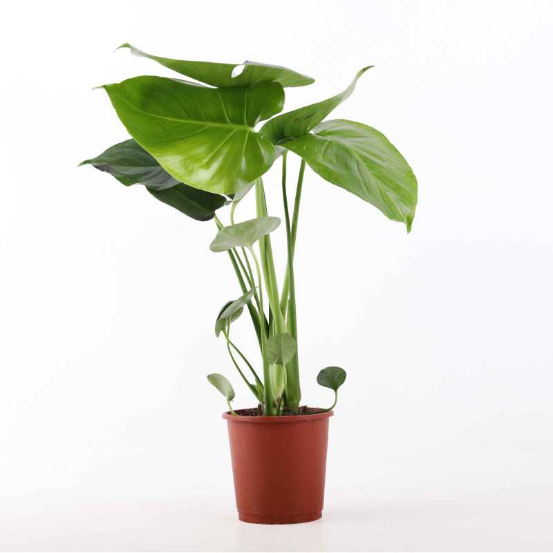 Monstera dziuawa (Monstera deliciosa) Monstera dziuawa (Monstera deliciosa)