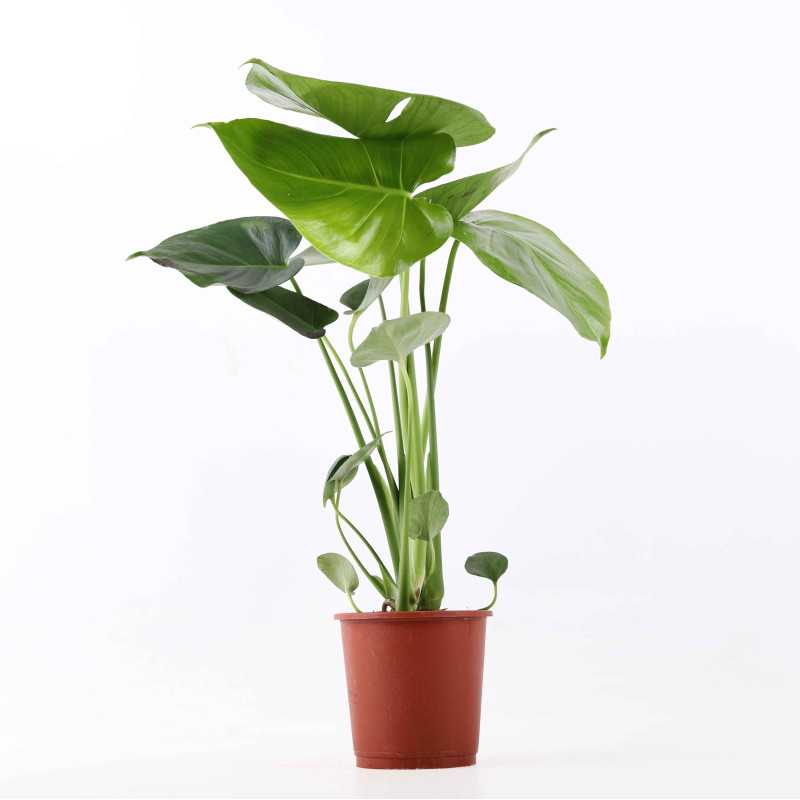 Monstera dziuawa (Monstera deliciosa) Monstera dziuawa (Monstera deliciosa)