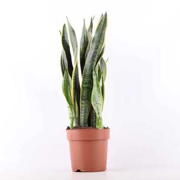 Sansevieria trifasciata Laurentii (Sansewieria Gwinejska)