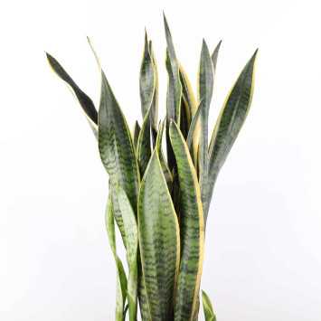 Sansewieria gwinejska (Sansevieria trifasciata 'Laurentii') - 21 cm